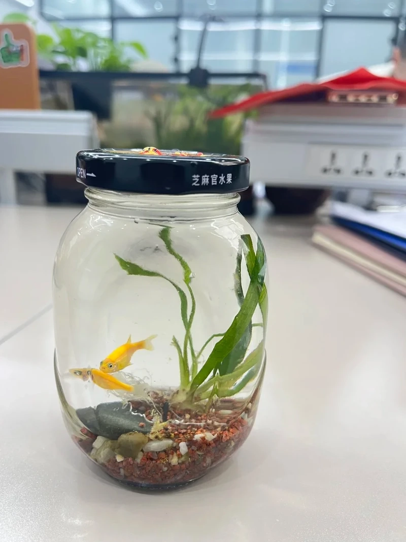 Tạo điểm nhấn ấn tượng với bể cá thủy sinh văn phòng hiện đại