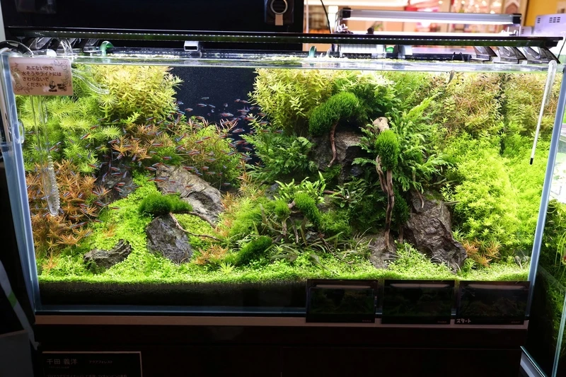 Không gian sống thanh tịnh với bể thủy sinh phong cách nhật cực tối giản