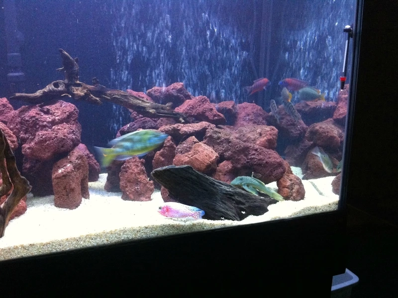 Cảm hứng thiên nhiên từ bể cá nham thạch tự nhiên đẹp