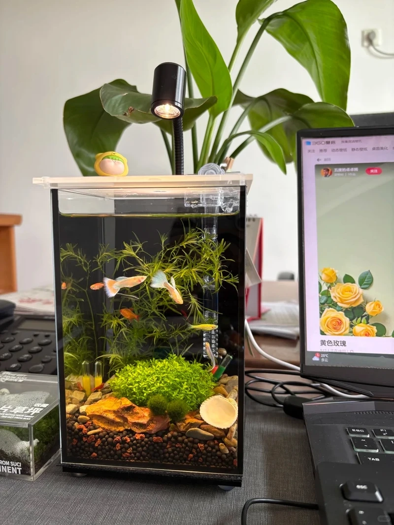 Xu hướng decor mới với hồ thủy sinh decor văn phòng