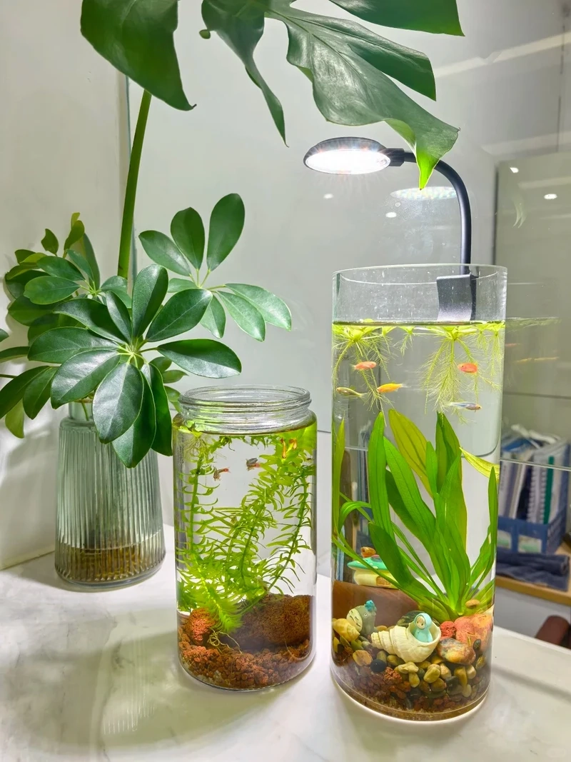 Sự tinh tế nổi bật của hồ thủy sinh sang trọng văn phòng