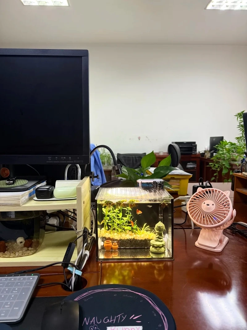 Mang thiên nhiên vào công sở với hồ thủy sinh cây xanh văn phòng