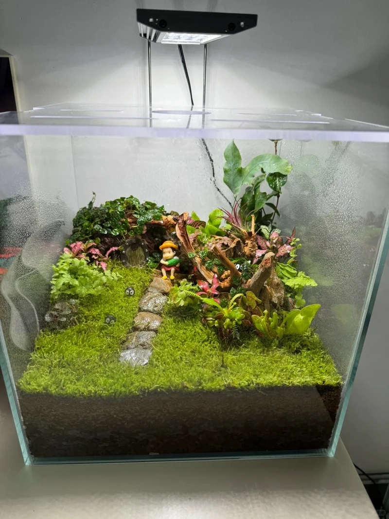 Rêu rủ mềm mại trong hồ thủy sinh rêu weeping moss