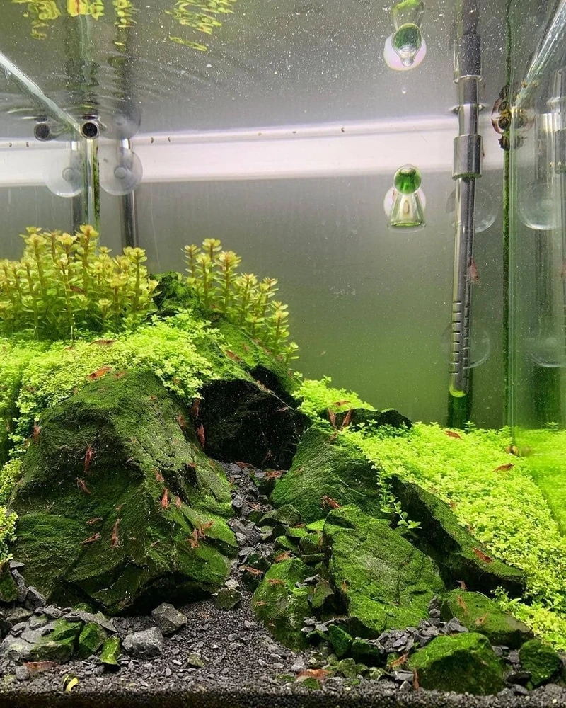 Dân chơi thủy sinh mê mẩn hồ thủy sinh rêu java moss