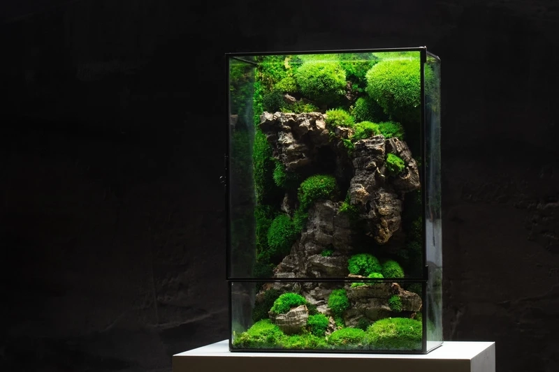 Mang thiên nhiên thu nhỏ vào nhà với hồ thủy sinh rêu xanh tự nhiên
