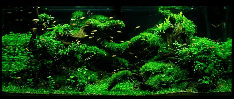 Bố cục tự nhiên cùng hồ thủy sinh rêu cây lũa