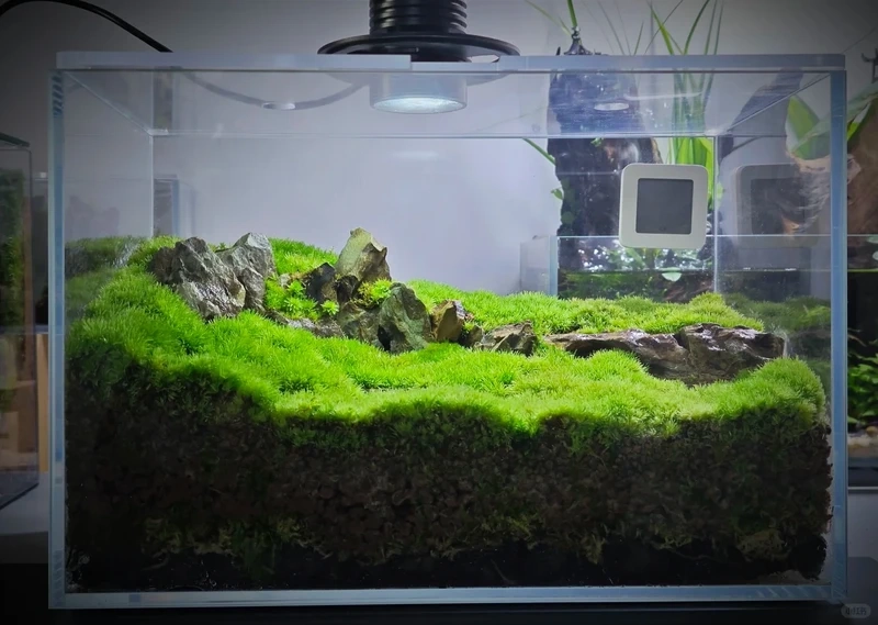 Tác phẩm sáng tạo từ hồ thủy sinh rêu nghệ thuật