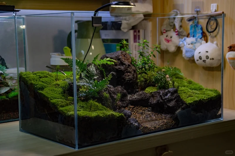 Đẳng cấp tinh tế của hồ thủy sinh rêu xanh cao cấp