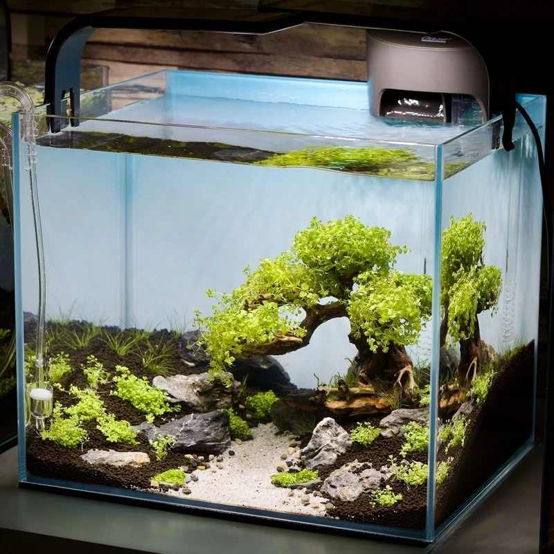 Xu hướng mới của dân chơi bể cá là hồ thủy sinh nhật hiện đại