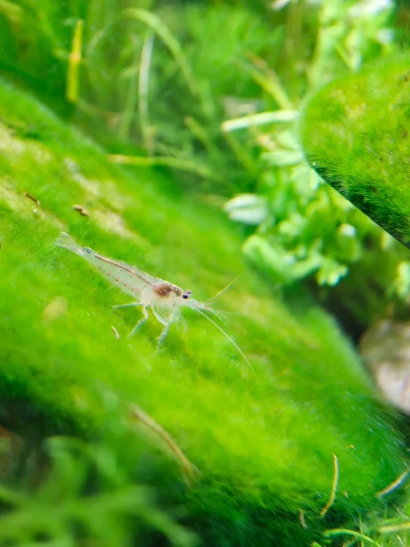 Công dụng hữu ích của tép amano ăn tảo