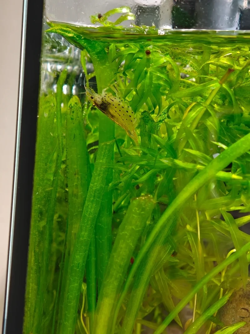 Phù hợp nuôi tép amano nuôi hồ thủy sinh