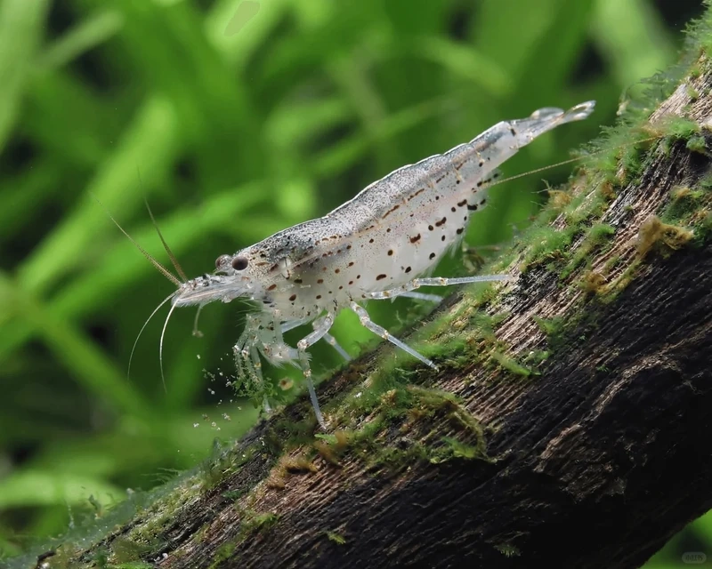 Nhỏ nhắn đáng yêu với tép amano mini