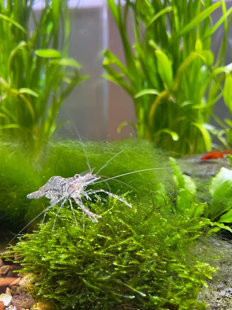 Tính cách hiền hòa của tép amano hiền