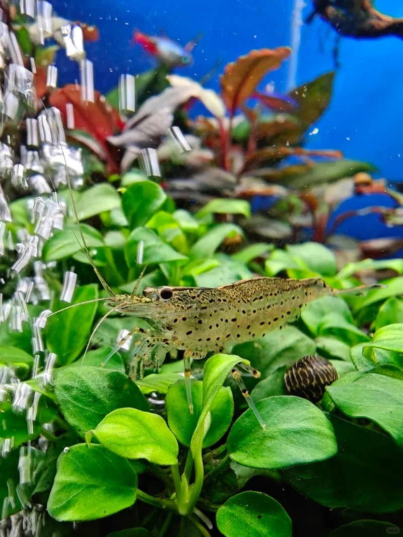 Ngắm nhìn tép amano đàn đẹp trong hồ cá