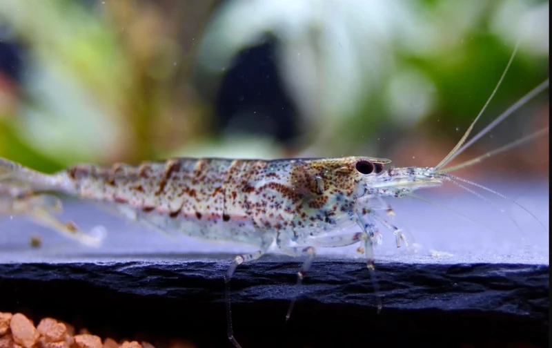 Điểm nhấn cho tép amano bể thủy sinh