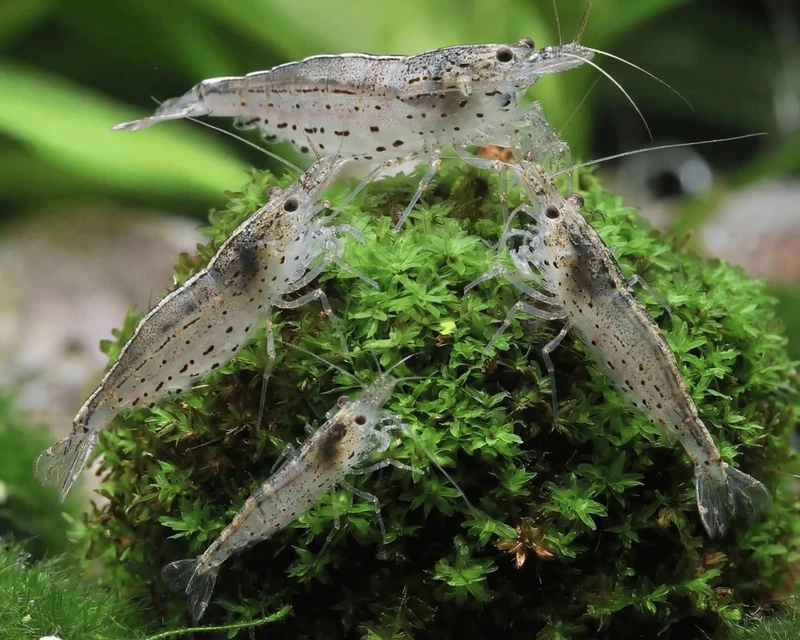 Dễ kết hợp với tép amano nuôi chung cá nhỏ