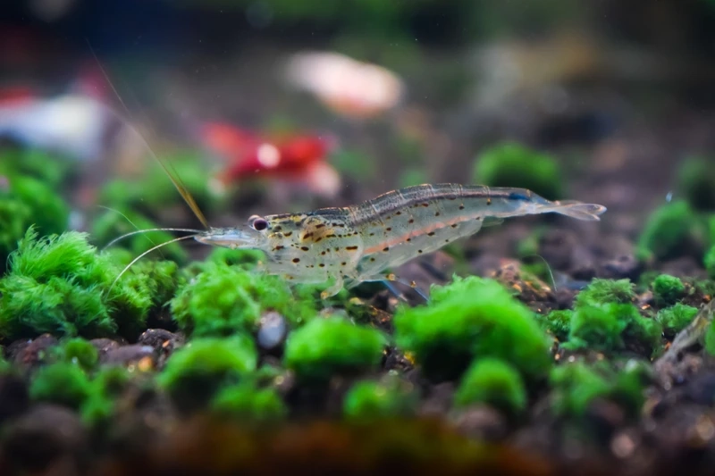 Làm sạch hồ cá với tép amano dọn bể cá