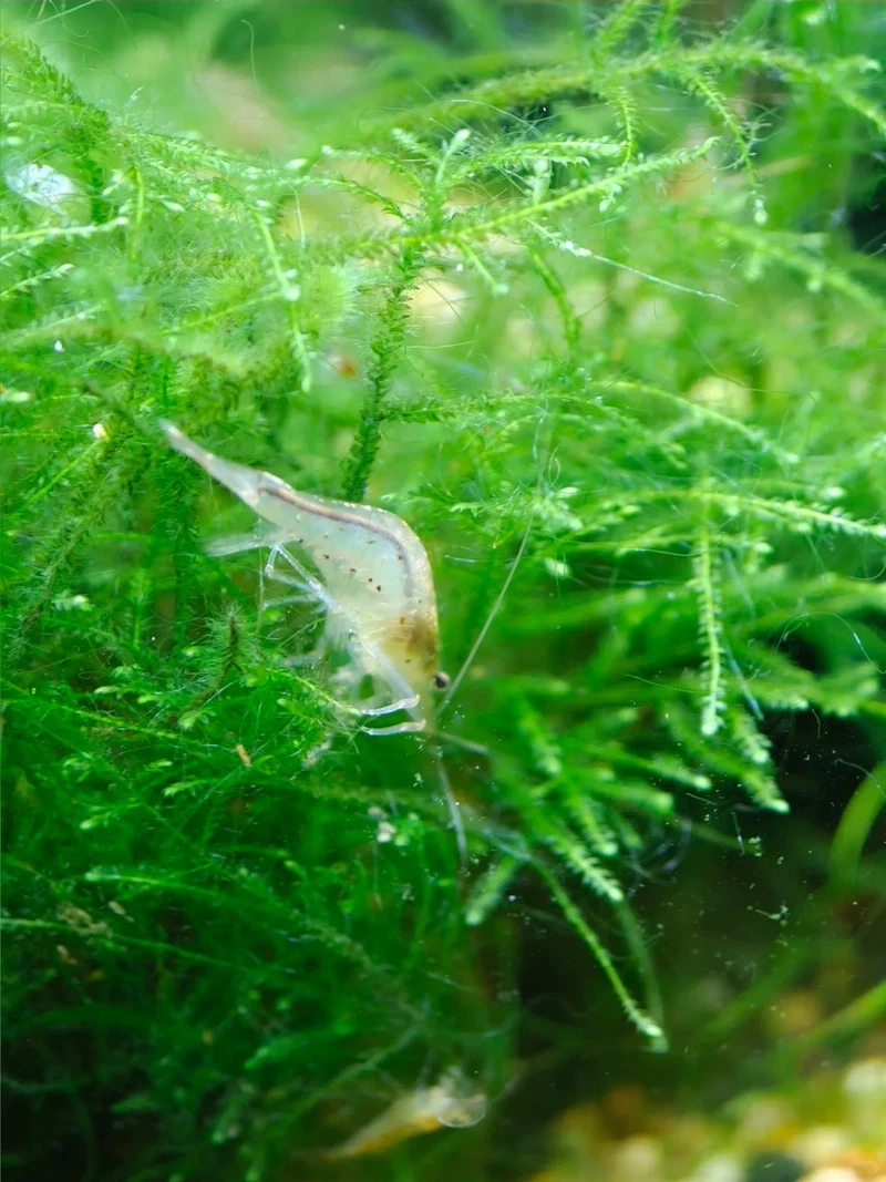 Vẻ đẹp hoang dã của tép amano tự nhiên