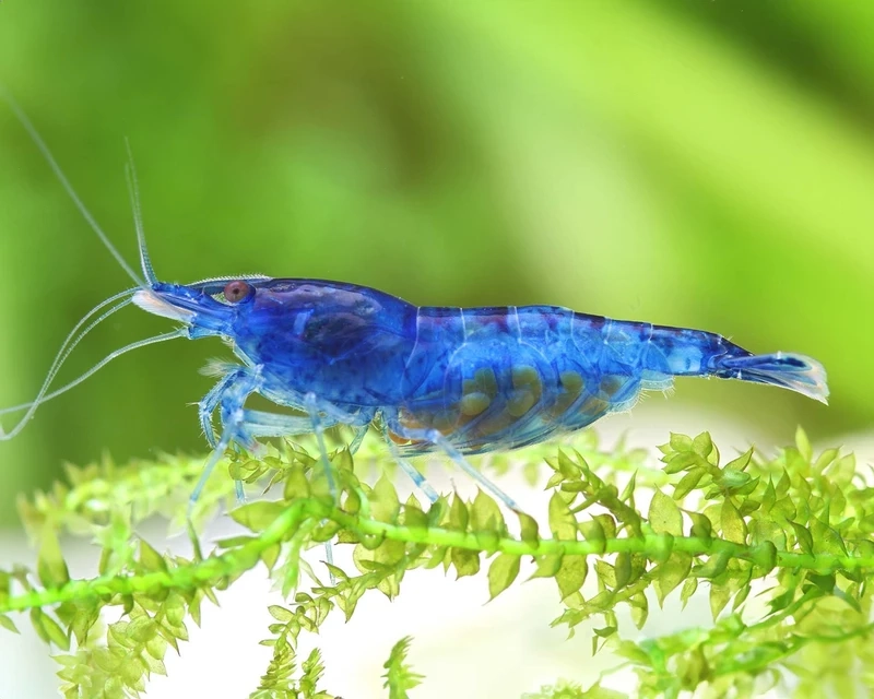 Điểm nhấn tuyệt đẹp cho tép blue velvet hồ thủy sinh