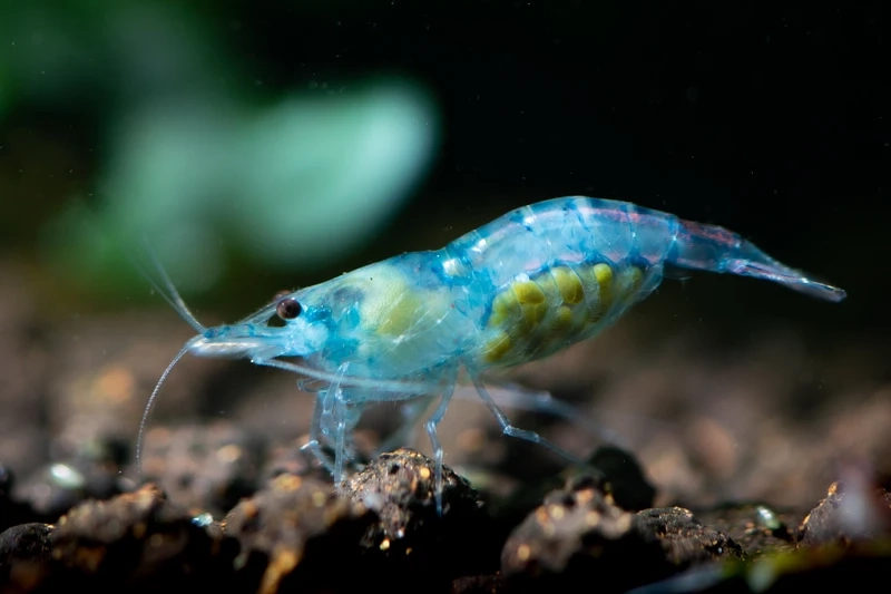Phù hợp nuôi tép blue velvet nuôi bể kính