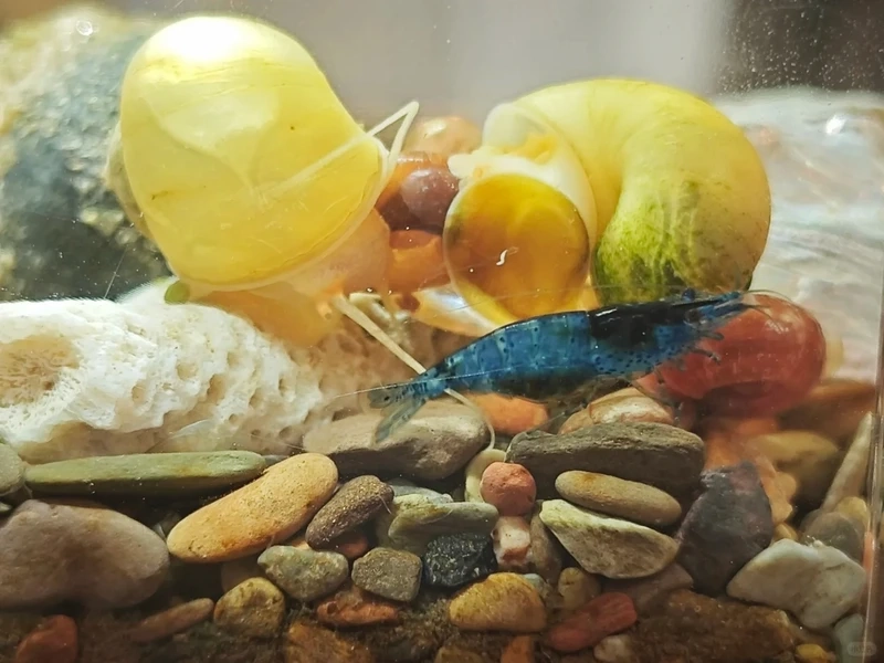 Sắc xanh nổi bật của tép blue velvet màu xanh