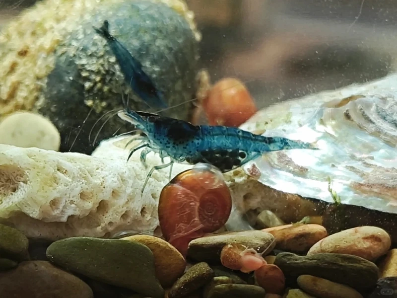 Ngắm nhìn tép blue velvet đàn đẹp trong bể cá