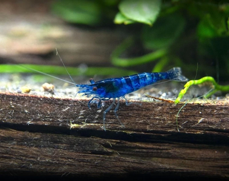 Khả năng nhân đàn của tép blue velvet sinh sản