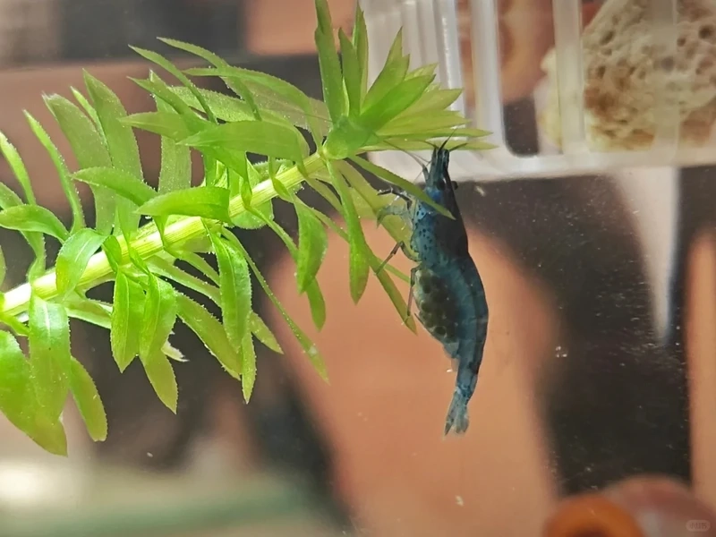 Lựa chọn phổ biến trong tép blue velvet thủy sinh