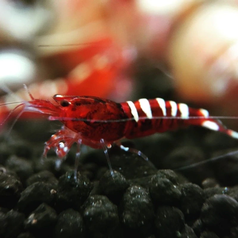 Vẻ đẹp ấn tượng của tép pinto hồ thủy sinh