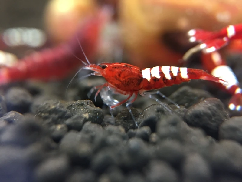 Họa tiết độc đáo của tép pinto pattern đẹp