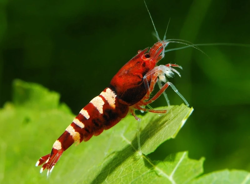 Dòng tép quý hiếm tép pinto hiếm được nhiều người săn tìm