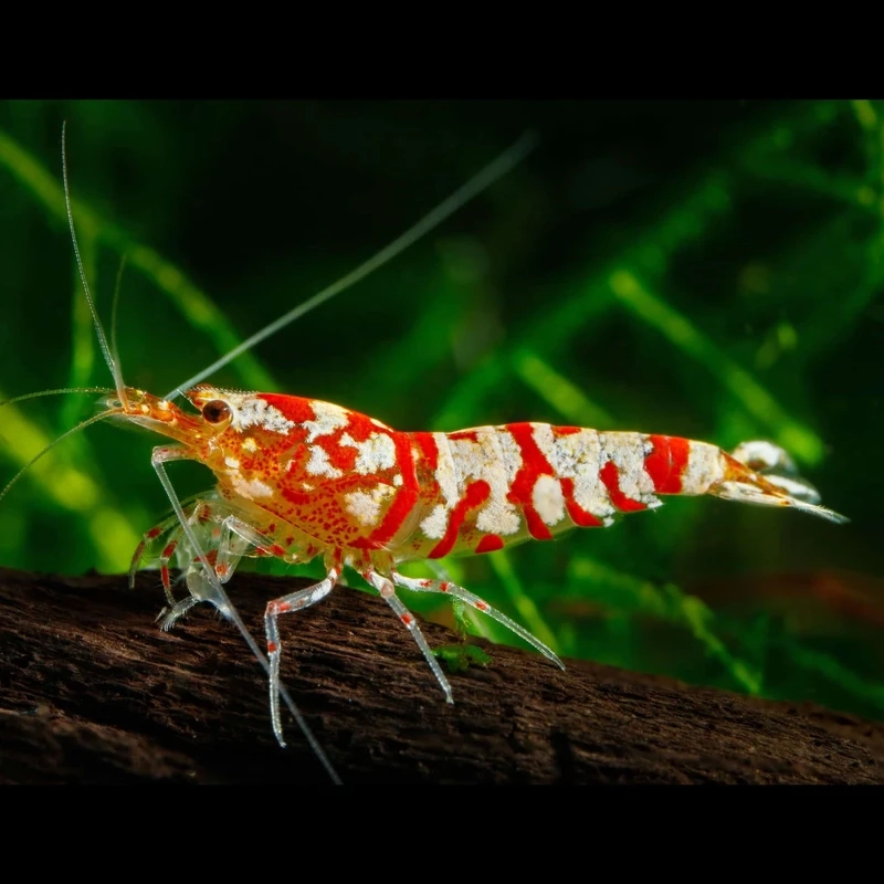 Dễ kết hợp với tép pinto nuôi chung thủy sinh