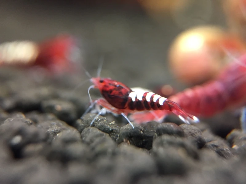 Sắc màu nổi bật của tép pinto màu đẹp