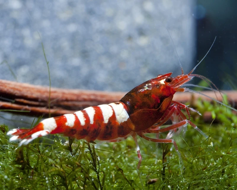 Vẻ độc đáo của tép pinto độc lạ