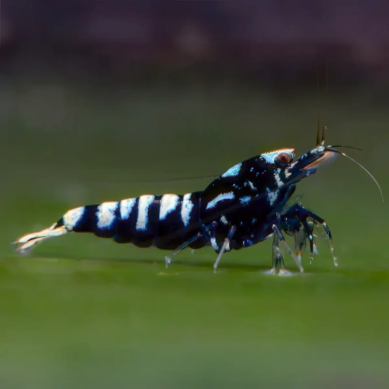 Họa tiết độc đáo của tép pinto pattern độc