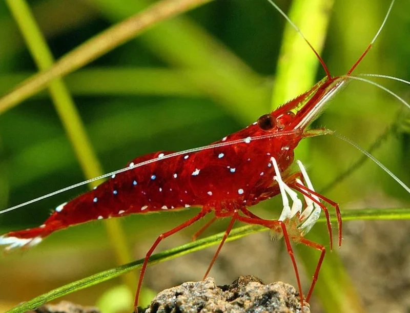 Tép sulawesi cardinal đỏ rực rỡ nổi bật trong hồ thủy sinh cao cấp