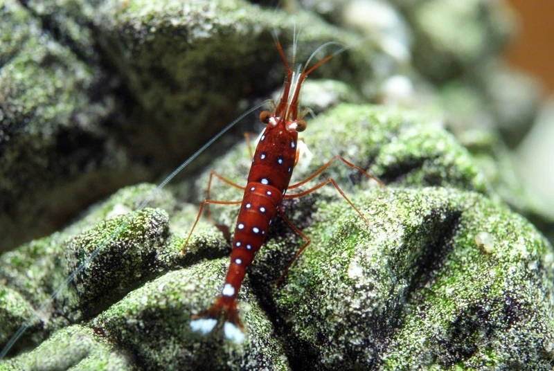 Vẻ đẹp ấn tượng của tép sulawesi cardinal hồ thủy sinh cho bể cá nghệ thuật