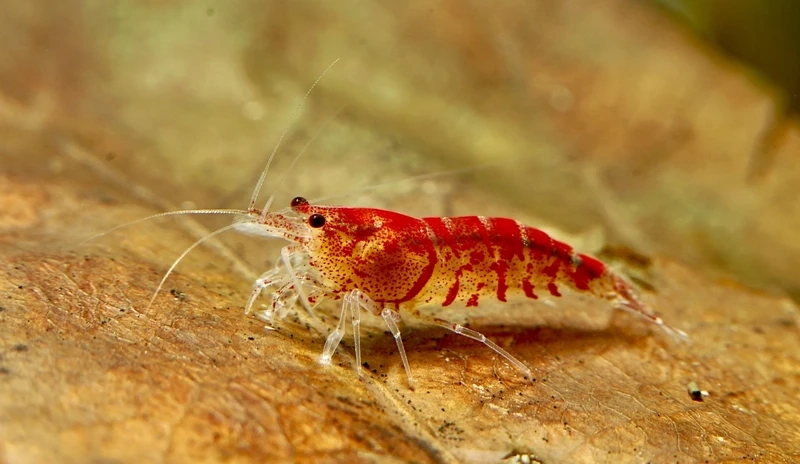 Góc bể ấn tượng với tép sulawesi cardinal cảnh đẹp cho người chơi thủy sinh