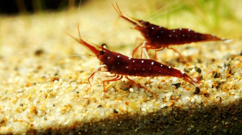 Nhiều người chơi tin rằng tép sulawesi cardinal phong thủy mang may mắn