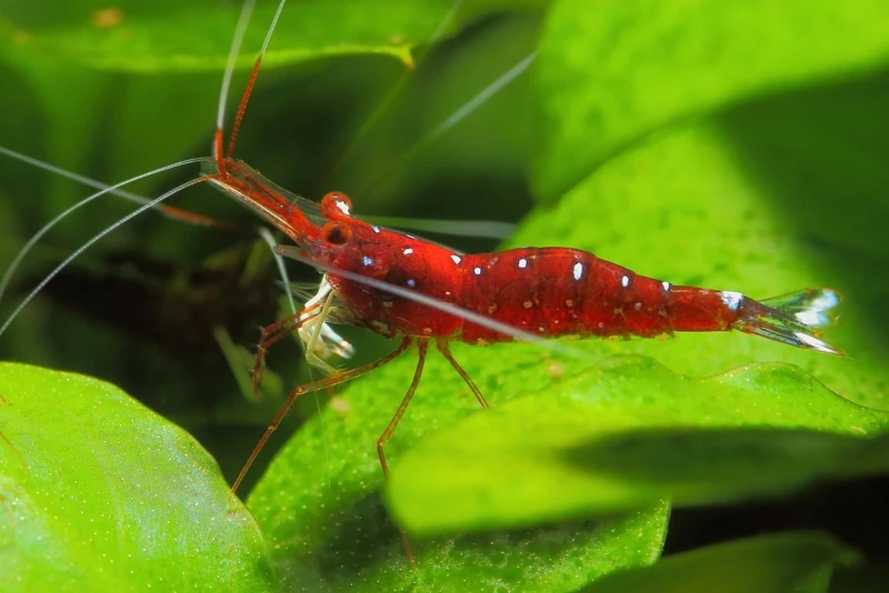 Người chơi thủy sinh yêu thích tép sulawesi cardinal thủy sinh