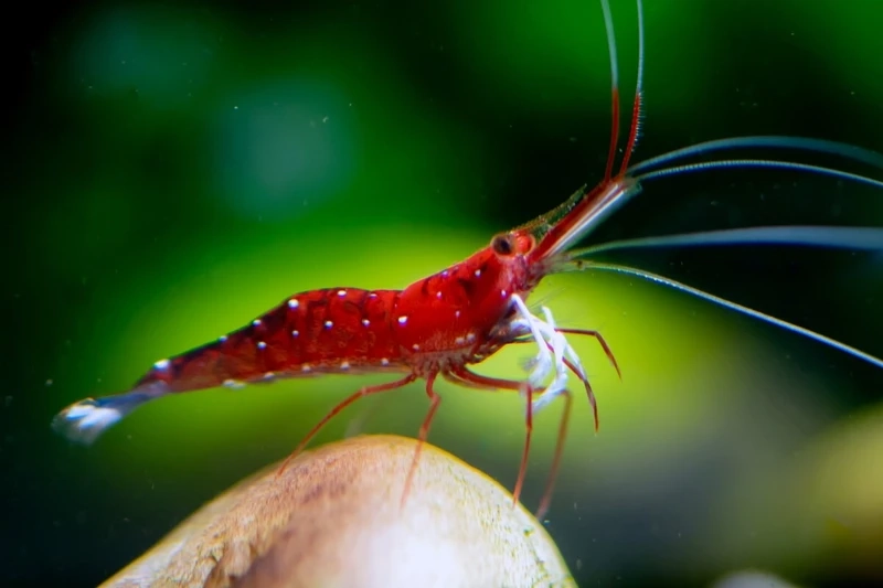 Điểm nhấn đặc biệt cho hồ với tép sulawesi cardinal ấn tượng