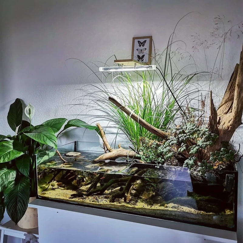 Đẳng cấp chơi cá cảnh với hồ thủy sinh nhật cao cấp cực tinh tế